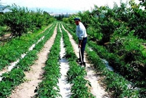 林下板蓝根种植技术
