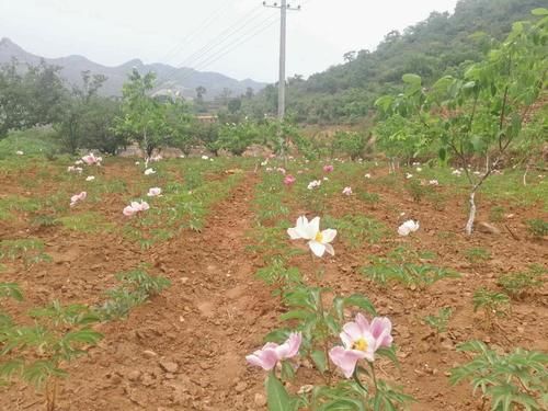 林下板蓝根种植技术