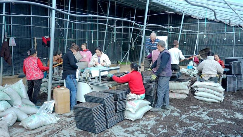 新疆拜城：春耕备耕正当时 订单辣椒育种忙