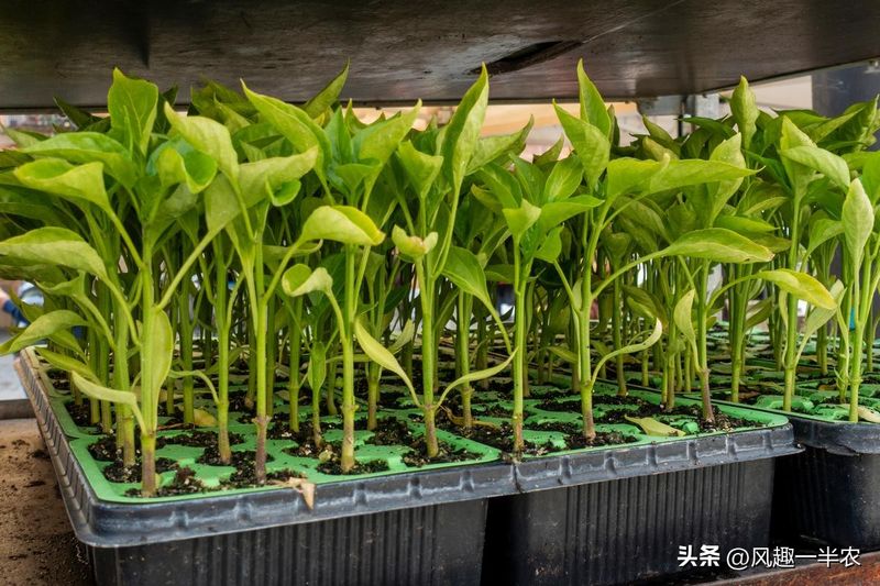 大棚辣椒种植技术