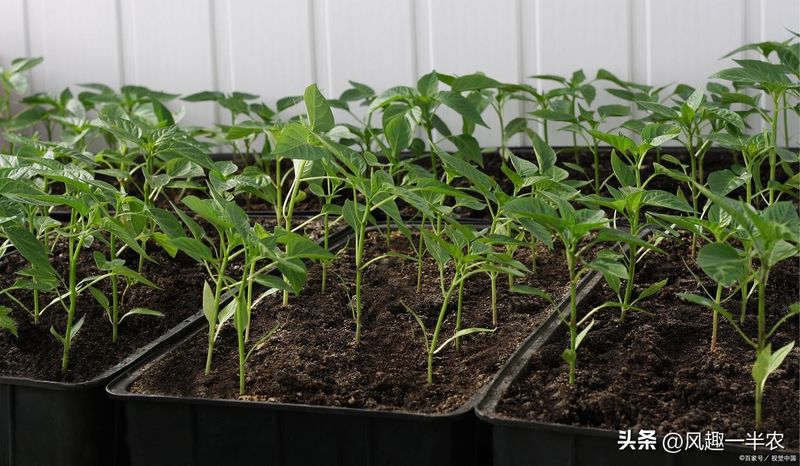 大棚辣椒种植技术