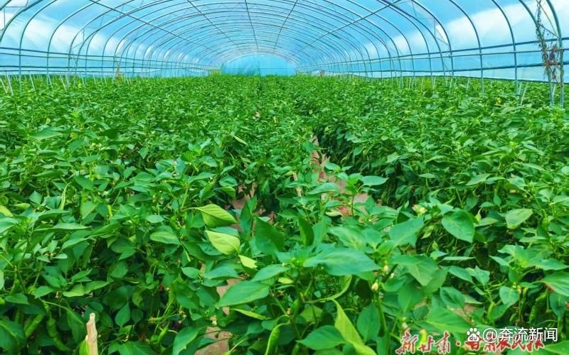 大棚辣椒种植技术