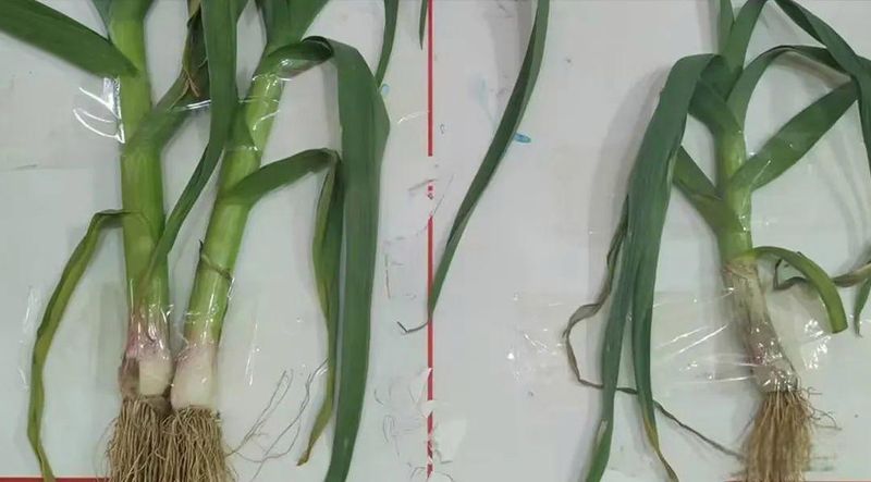 彭州软叶大蒜种植技术