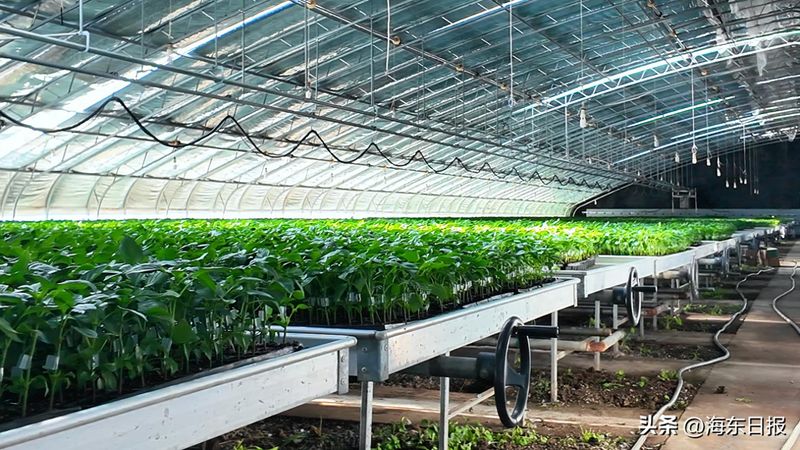 Hot pepper growing technology
