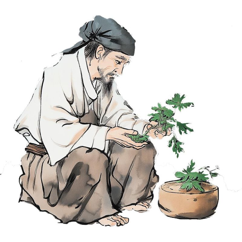 彭州软叶大蒜种植技术