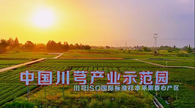 彭州软叶大蒜种植技术