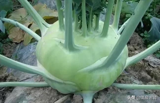 苤蓝的种植方法