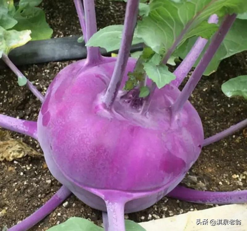苤蓝的种植方法
