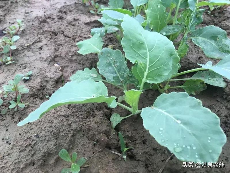 苤蓝的种植方法