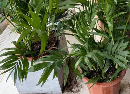 Herpes is suitable for indoor cultivation
