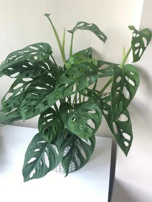 Herpes is suitable for indoor cultivation
