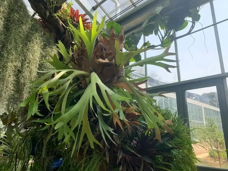 Herpes is suitable for indoor cultivation