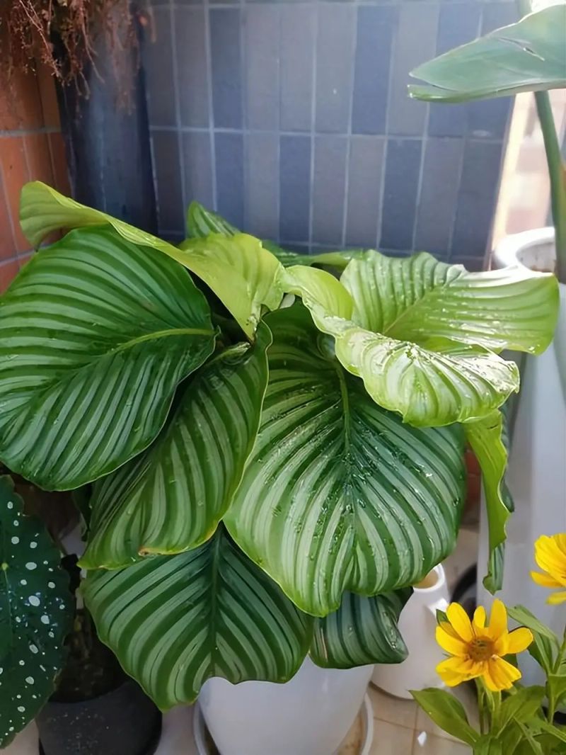 Herpes is suitable for indoor cultivation