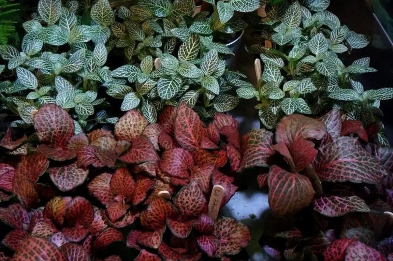 Herpes is suitable for indoor cultivation