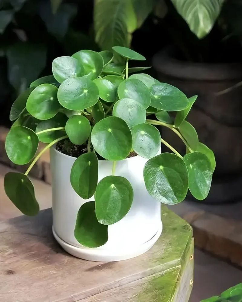 Herpes is suitable for indoor cultivation