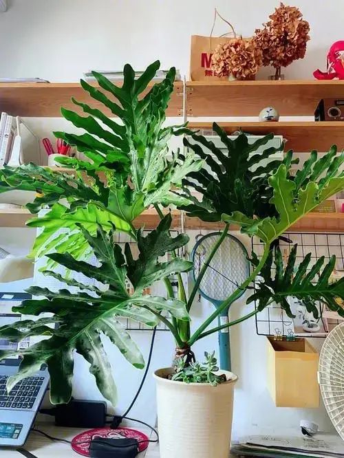 Herpes is suitable for indoor cultivation