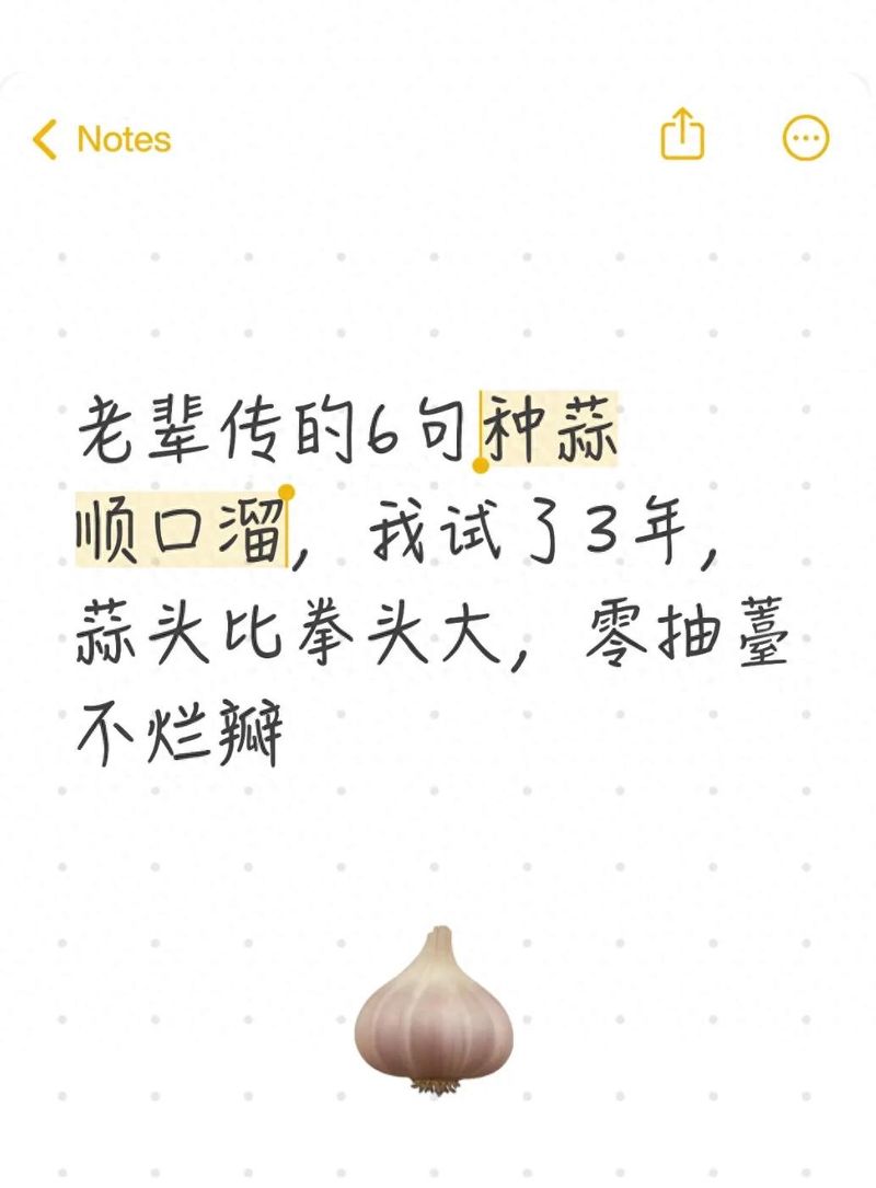 彭州软叶大蒜种植技术