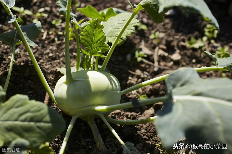 苤蓝难种植?学会这三步,45天即可采摘食用
