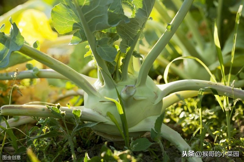 苤蓝的种植方法