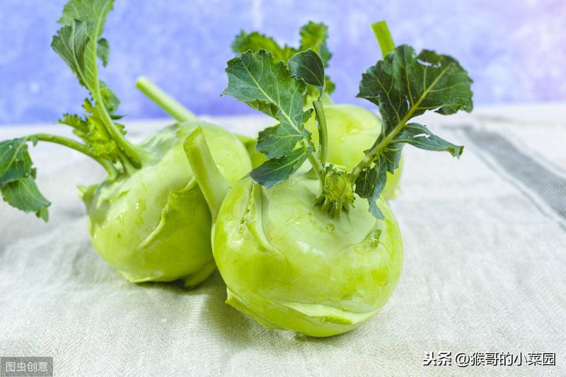 苤蓝的种植方法