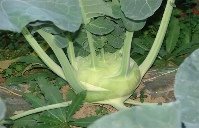 苤蓝的种植方法