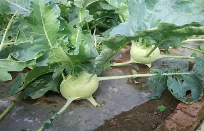 苤蓝的种植方法