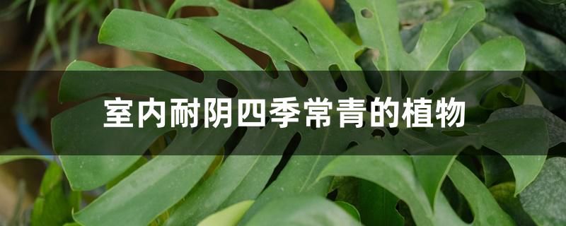 喜阴植物适合室内种植