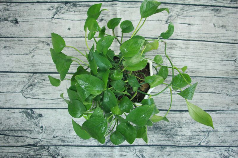 喜阴植物适合室内种植