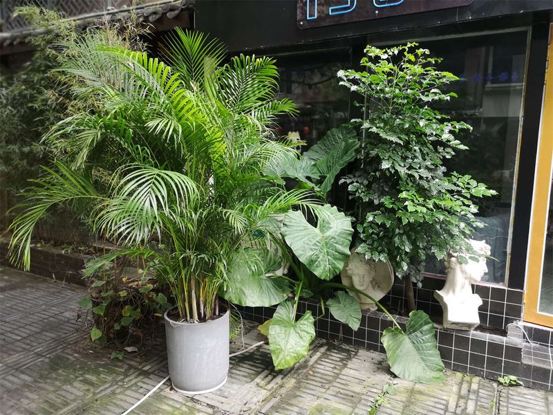 喜阴植物适合室内种植