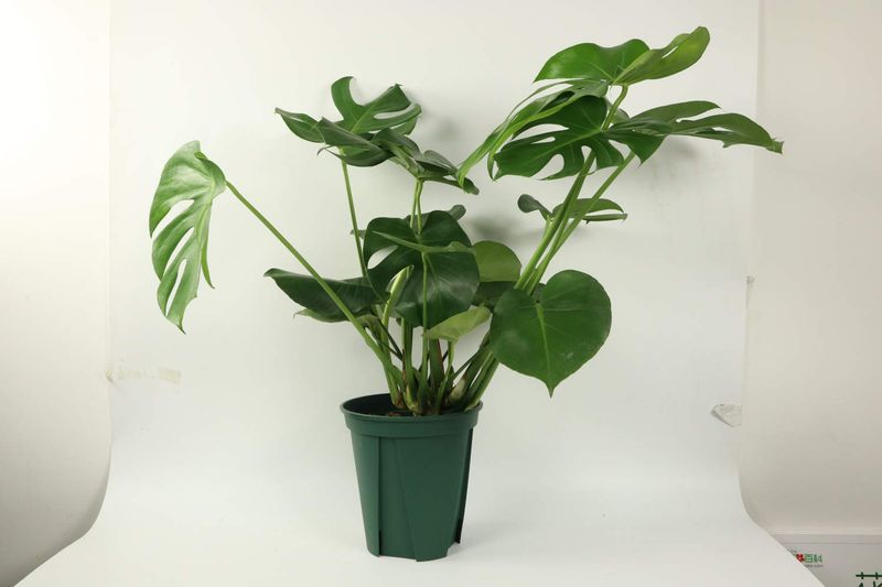 喜阴植物适合室内种植