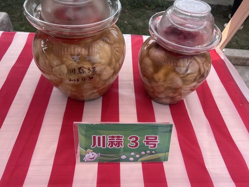 Pengzhou technology for soft leaves garlic cultivation
