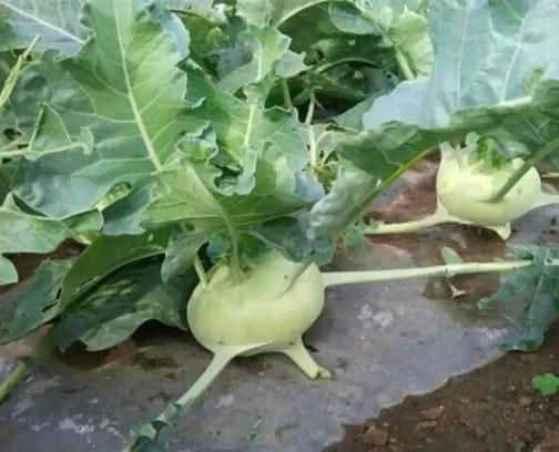 苤蓝的种植方法