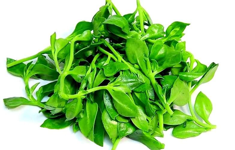 穿心莲的种植方法