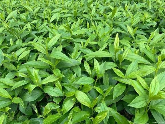 穿心莲的种植方法