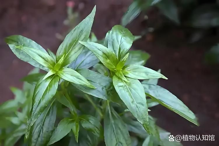 穿心莲的种植方法
