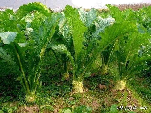 腊疙瘩(芥菜)、苤蓝种植时间及常用措施