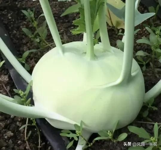 苤蓝的种植方法