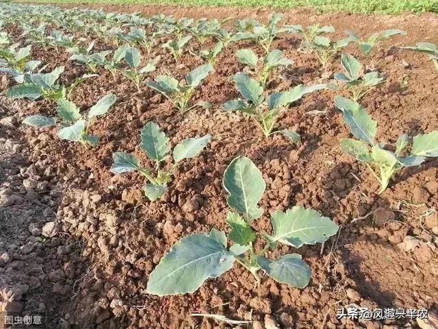 苤蓝的种植方法