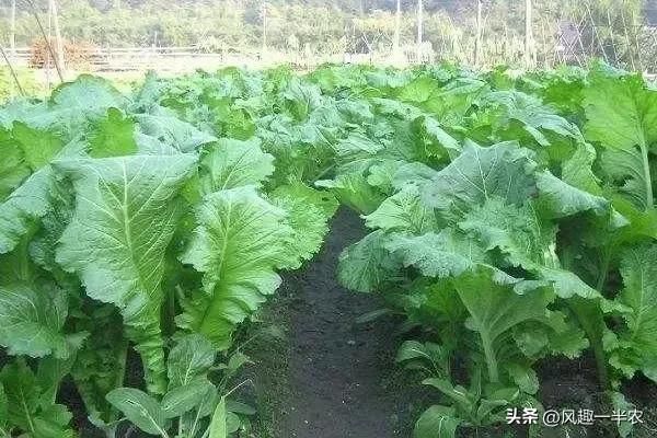 苤蓝的种植方法