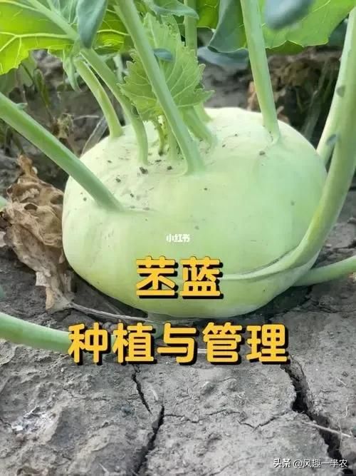 苤蓝的种植方法
