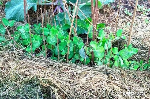 地膜种植技术