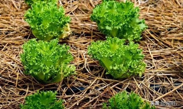 地膜种植技术