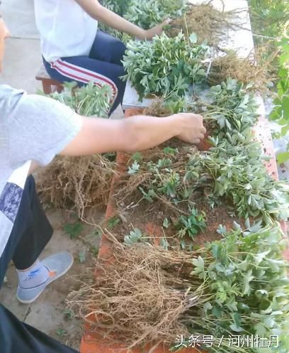 地膜种植技术