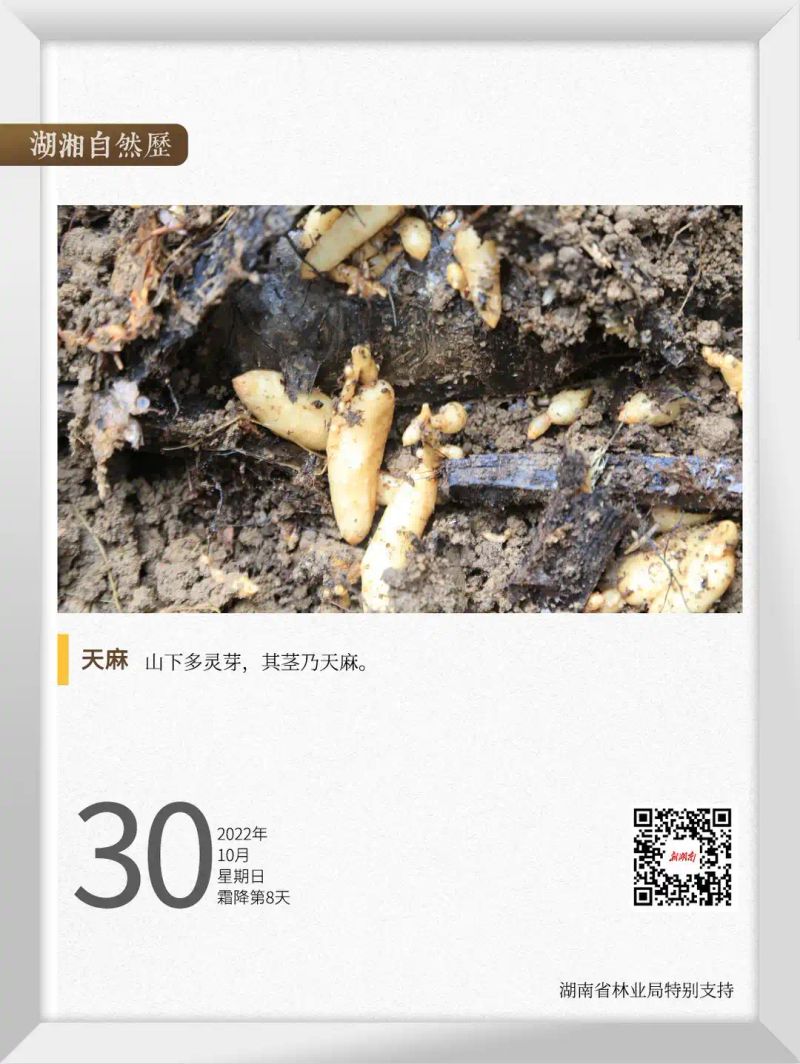天麻子种植技术