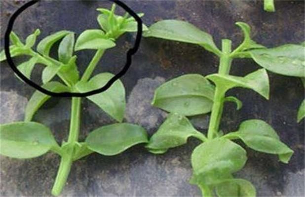 穿心莲的种植方法