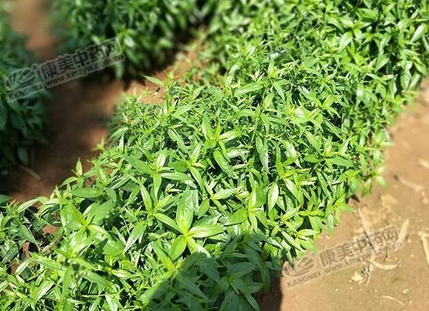 穿心莲的种植方法