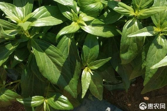 穿心莲的种植方法