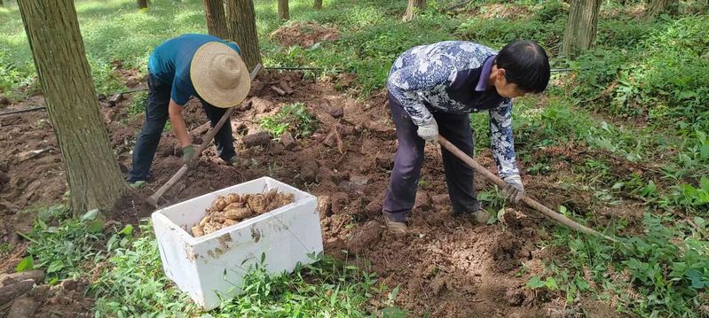 Tamako plantation technology
