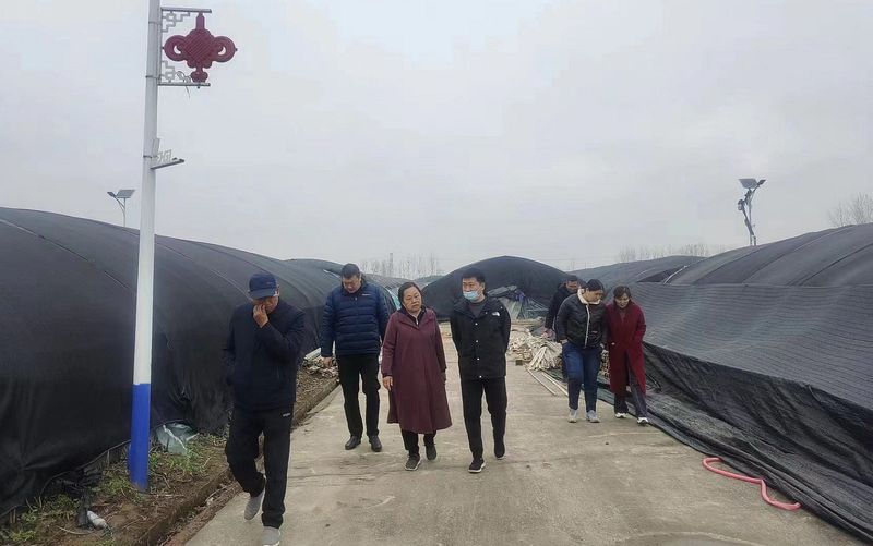 In the course of the sheep's belly cultivation