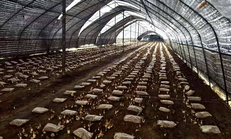 In the course of the sheep's belly cultivation